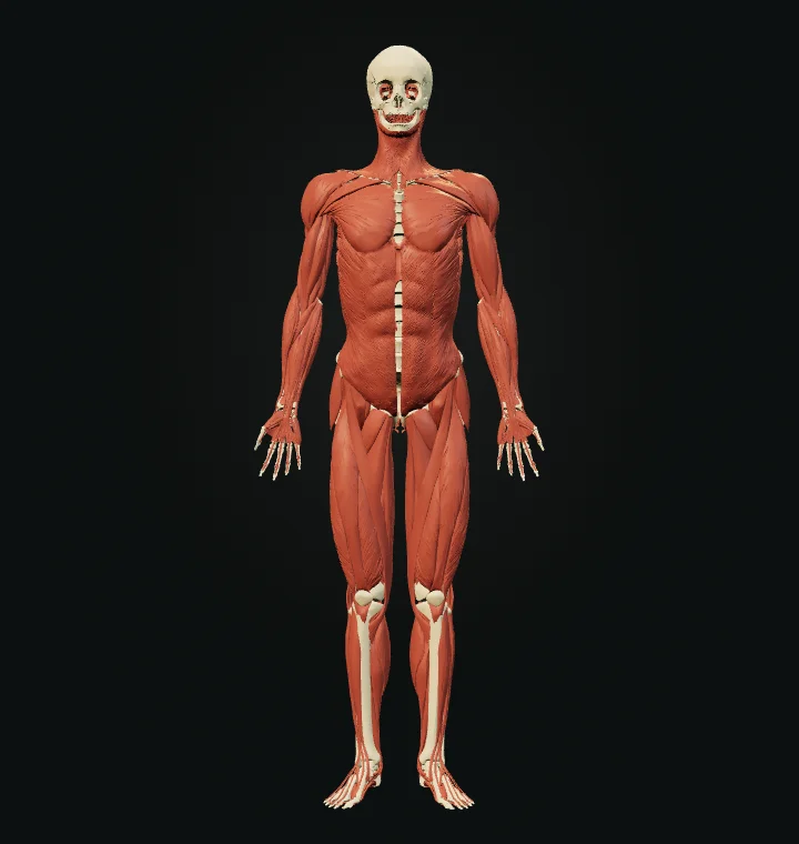Existing source-rendered muscular anatomy preview